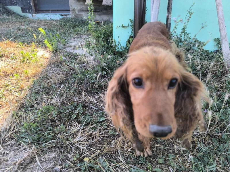 Fritte hübscher Cocker Spaniel Rüde ❤️