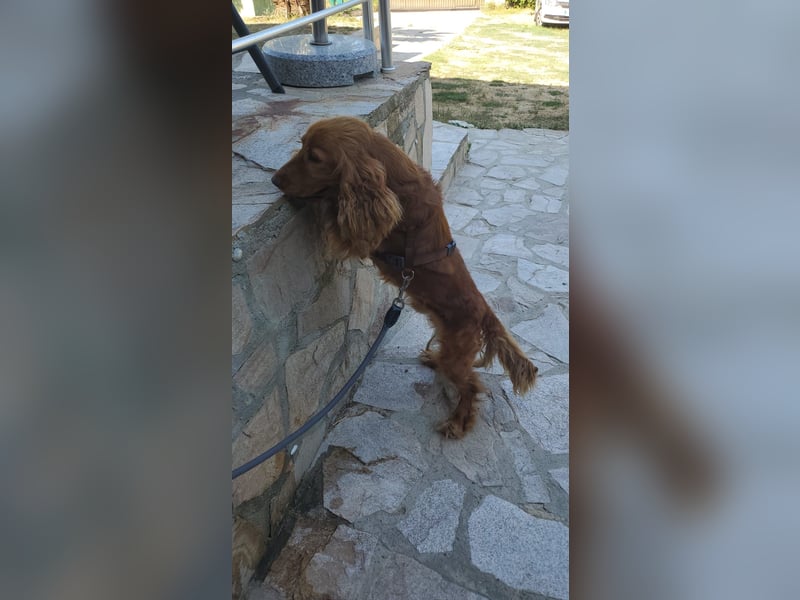 Fritte hübscher Cocker Spaniel Rüde ❤️