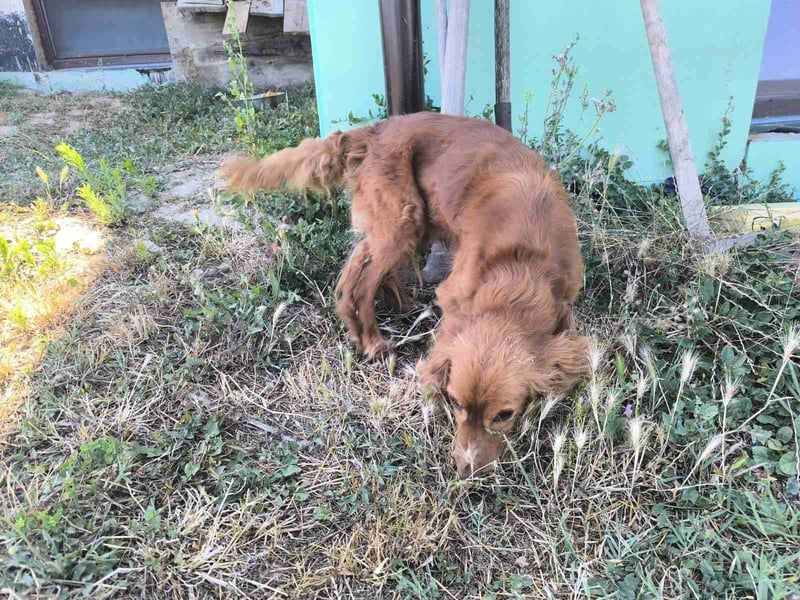 Fritte hübscher Cocker Spaniel Rüde ❤️