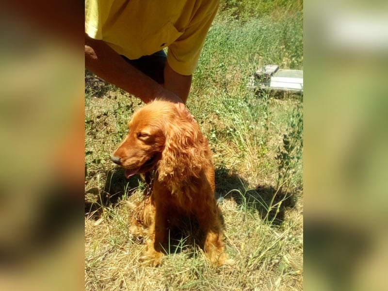 Fritte hübscher Cocker Spaniel Rüde ❤️