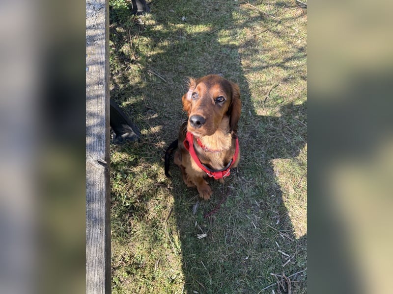 Lola suche neu Haus ❤️