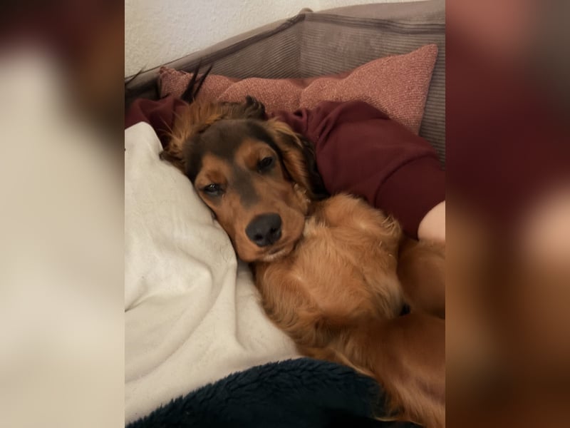 Lola suche neu Haus ❤️
