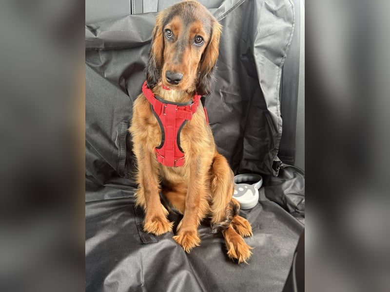 Lola suche neu Haus ❤️