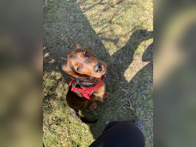 Lola suche neu Haus ❤️