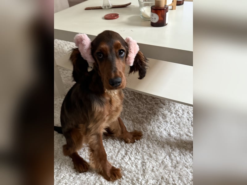 Lola suche neu Haus ❤️