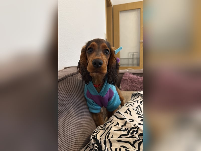 Lola suche neu Haus ❤️