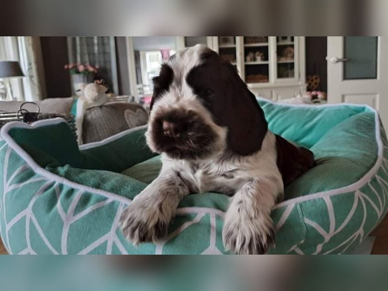 Moonlights Cocker Spaniel VDH Zucht