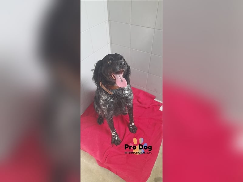 Ozzie sucht sein Zuhause