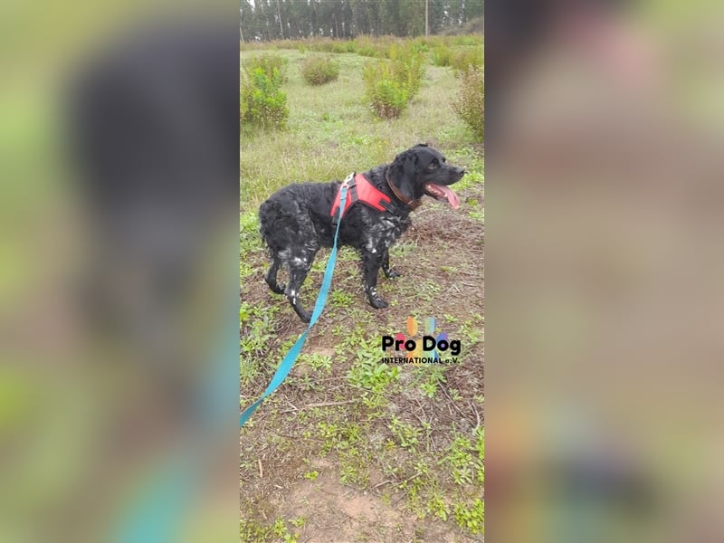 Ozzie sucht sein Zuhause