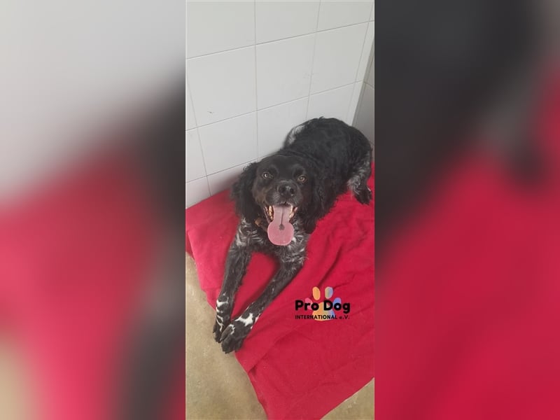 Ozzie sucht sein Zuhause