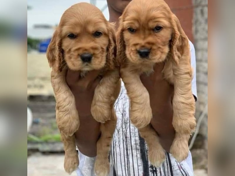 Cocker spaniel welpen