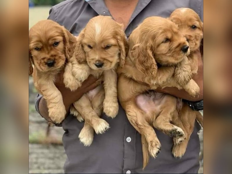 Cocker spaniel welpen