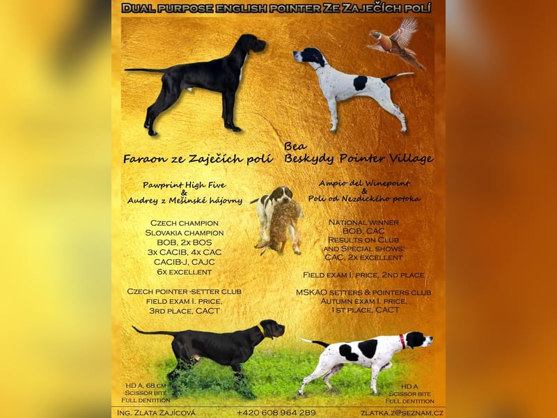 6 month old female English pointer