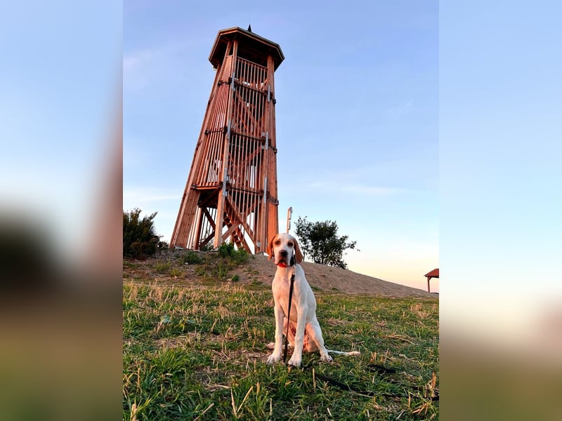 6 month old female English pointer