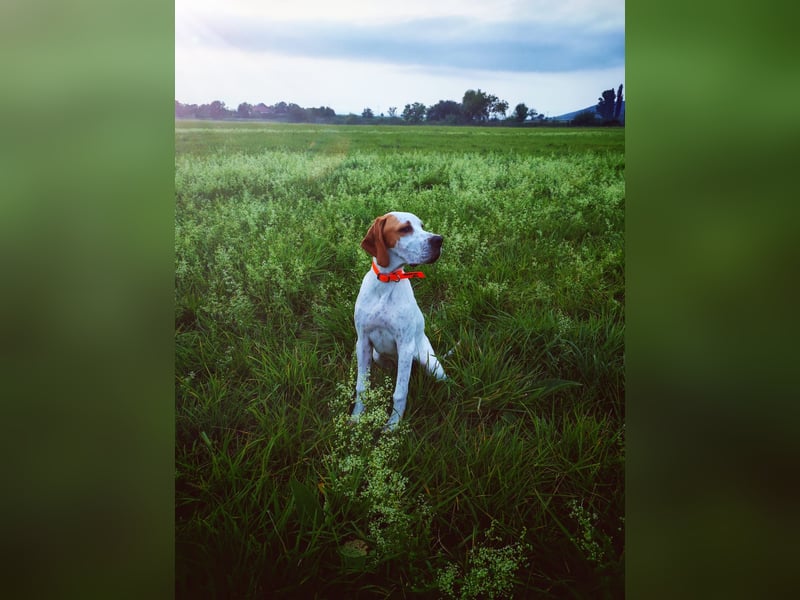 6 month old female English pointer