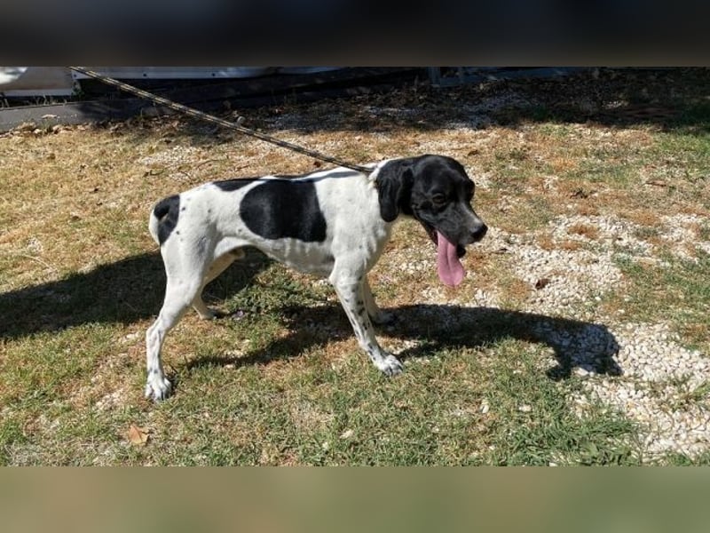 Arno - Zarte Seele sucht ein Zuhause