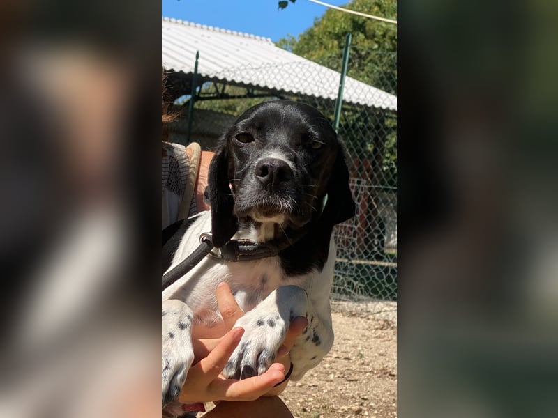 Arno - Zarte Seele sucht ein Zuhause