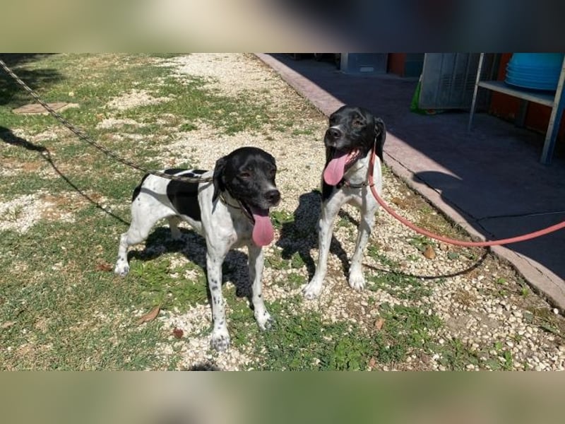 Arno - Zarte Seele sucht ein Zuhause