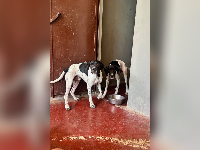 Arno - Zarte Seele sucht ein Zuhause