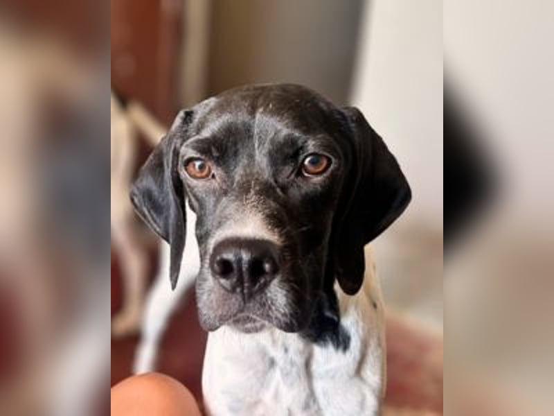 Arno - Zarte Seele sucht ein Zuhause