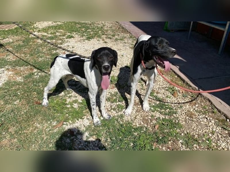 Arno - Zarte Seele sucht ein Zuhause