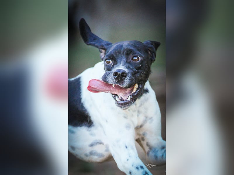 Arno - Zarte Seele sucht ein Zuhause