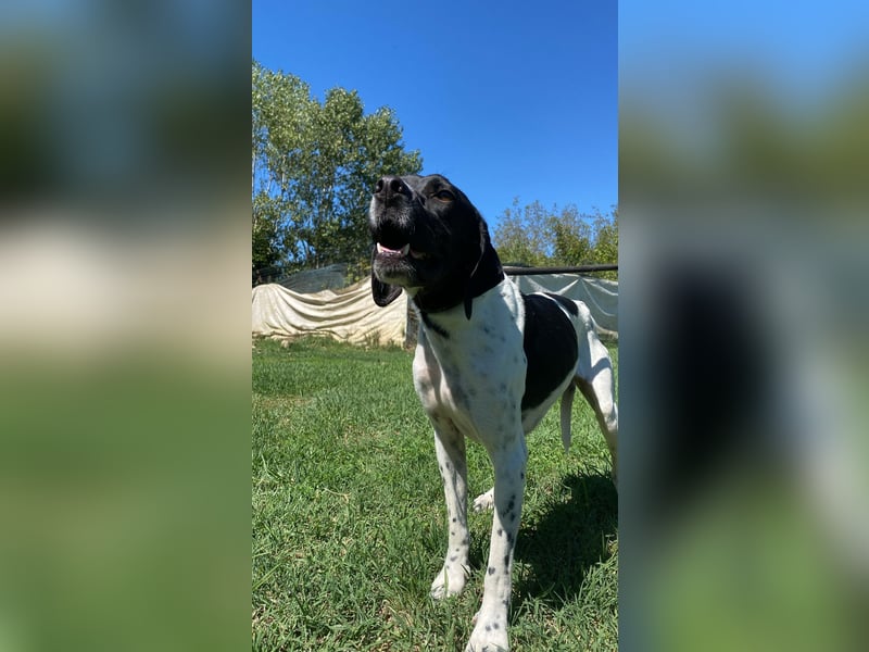 Arno - Zarte Seele sucht ein Zuhause