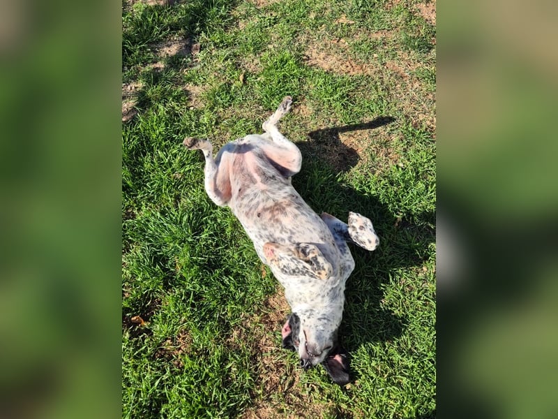 NOTFALL !! Pointer Hündin Luna sucht einen Gnadenplatz