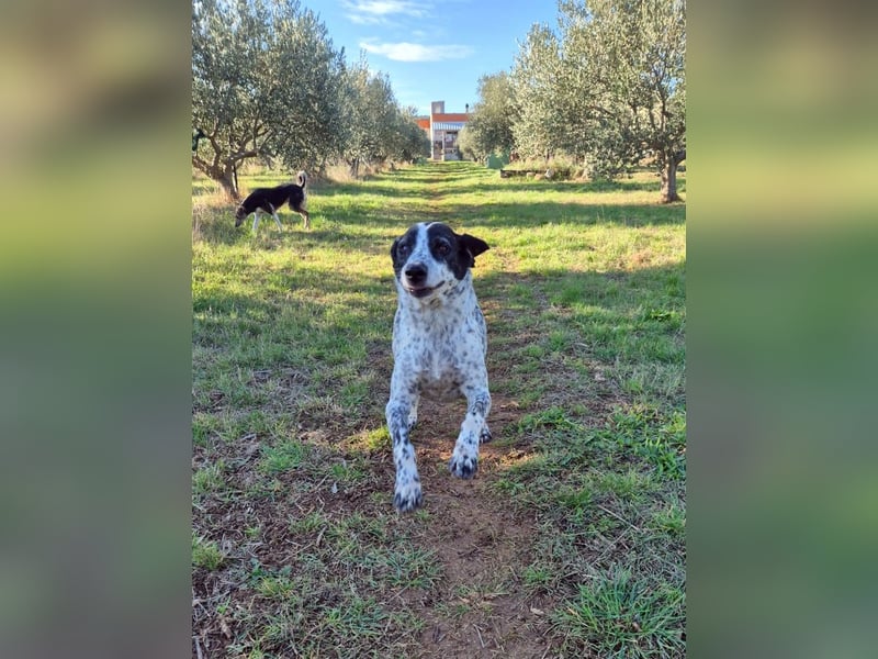 NOTFALL !! Pointer Hündin Luna sucht einen Gnadenplatz
