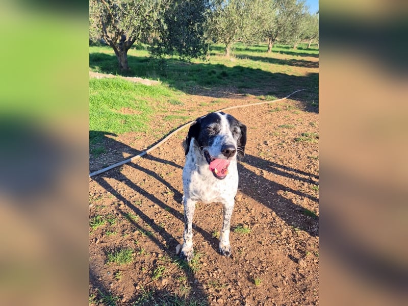 NOTFALL !! Pointer Hündin Luna sucht einen Gnadenplatz