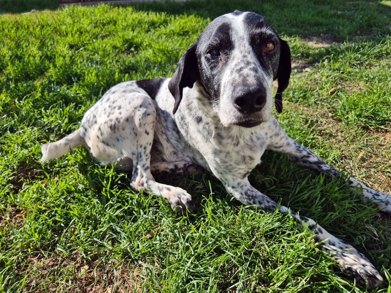 NOTFALL !! Pointer Hündin Luna sucht einen Gnadenplatz