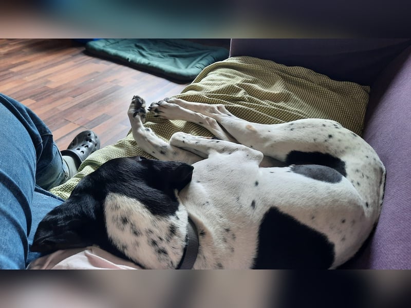 Sangria  - Pointer, lieb und verträglich, auch mit Katzen