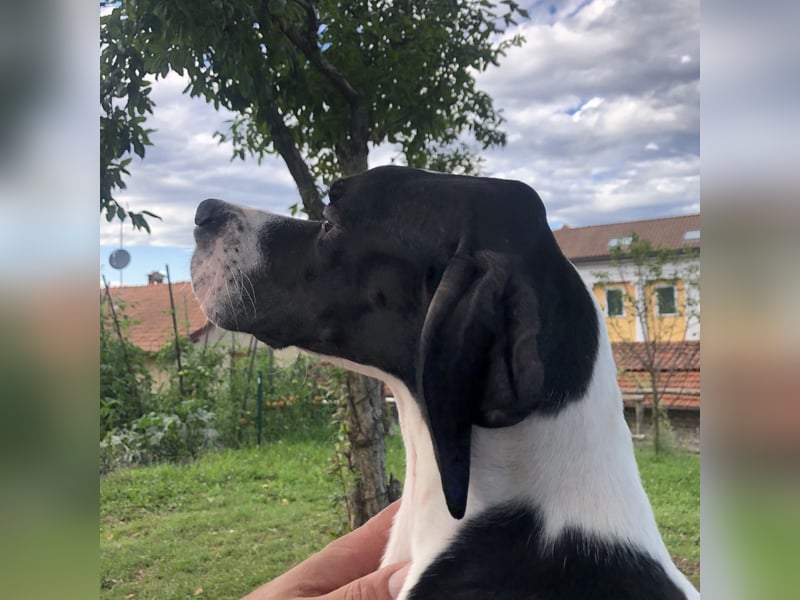 Stella  - RESERVIERT