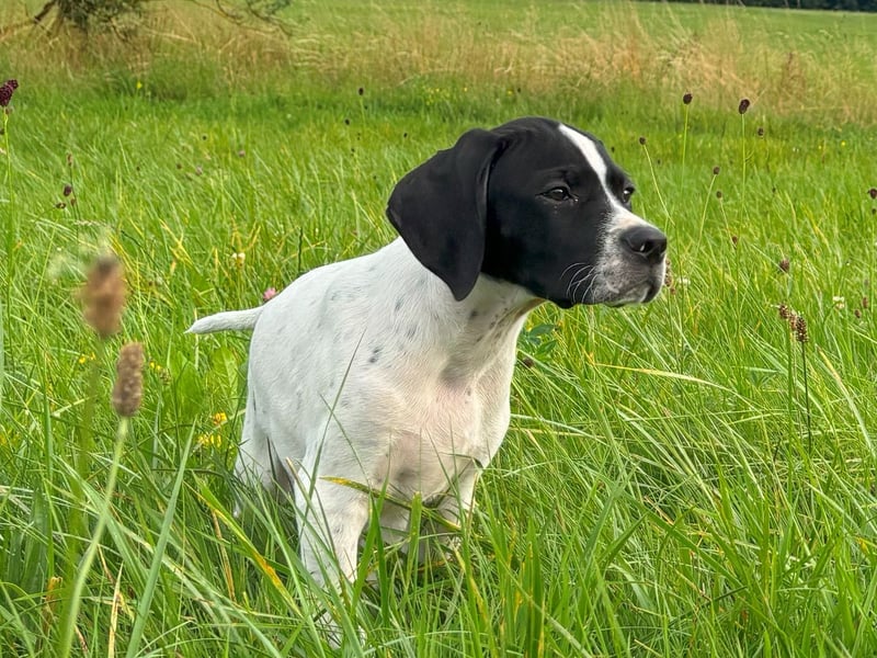 Aryck, 13 Wochen alter Pointer Welpe sucht noch nach neuem Wirkungskreis (VDH/FCI-Papiere)
