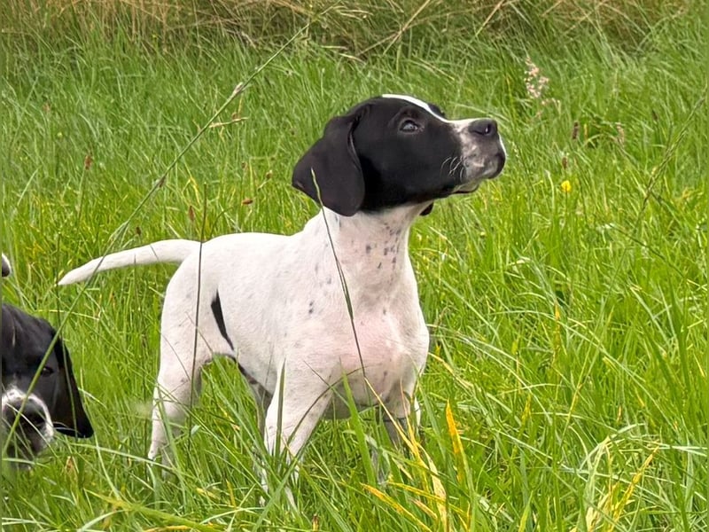 Aryck, 13 Wochen alter Pointer Welpe sucht noch nach neuem Wirkungskreis (VDH/FCI-Papiere)