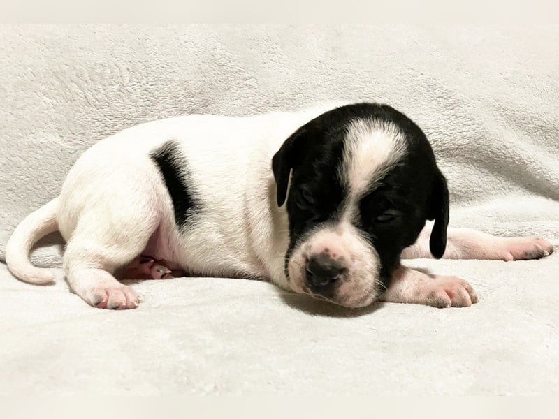 Aryck, 13 Wochen alter Pointer Welpe sucht noch nach neuem Wirkungskreis (VDH/FCI-Papiere)