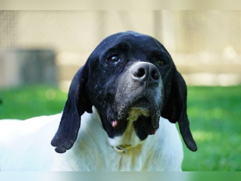 Amleto - ein Freund!