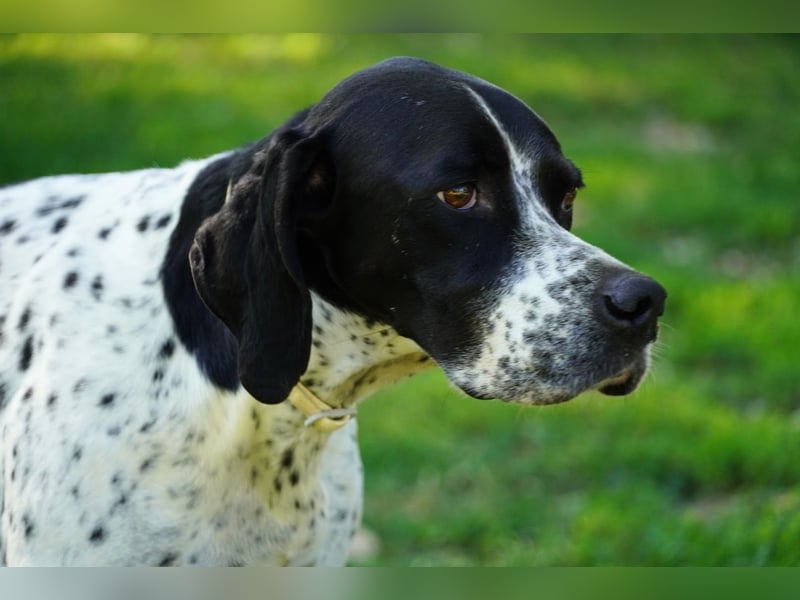 Lola - Dalmatiner x Gazelle = Pointer Lola