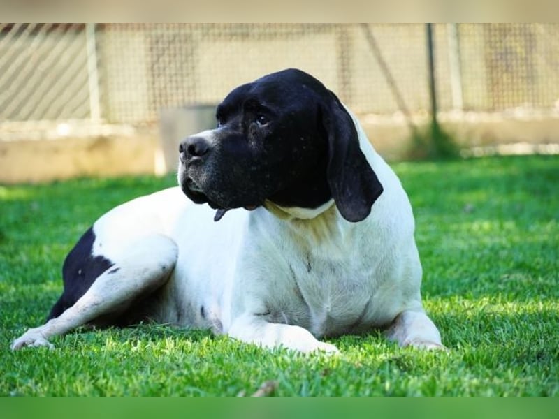 Amleto - ein Freund!