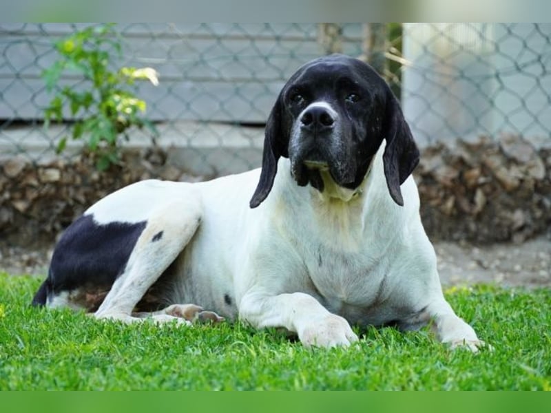 Amleto - ein Freund!