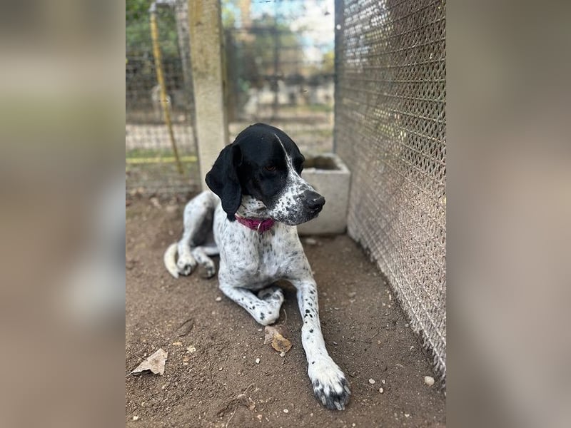 Lola - Dalmatiner x Gazelle = Pointer Lola