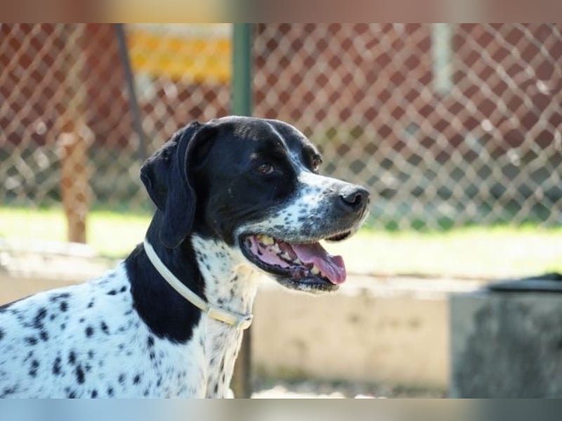 Lola - Dalmatiner x Gazelle = Pointer Lola