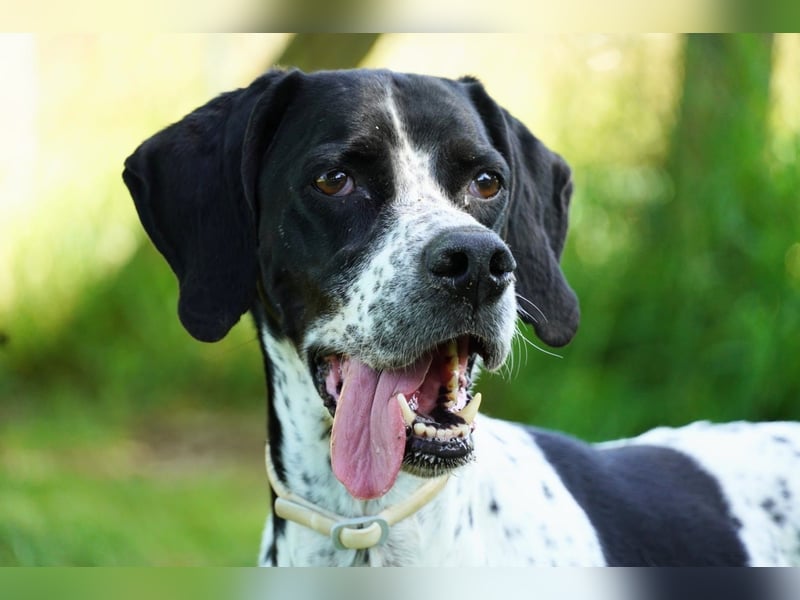 Lola - Dalmatiner x Gazelle = Pointer Lola