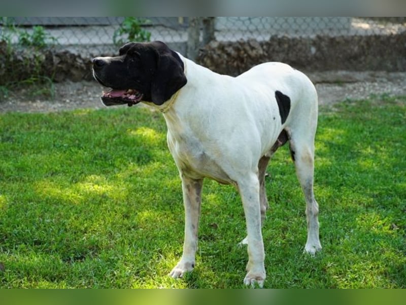 Amleto - ein Freund!