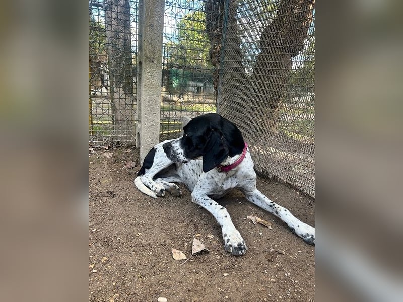 Lola - Dalmatiner x Gazelle = Pointer Lola