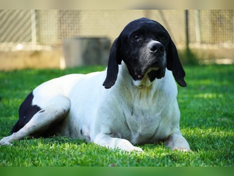 Amleto - ein Freund!