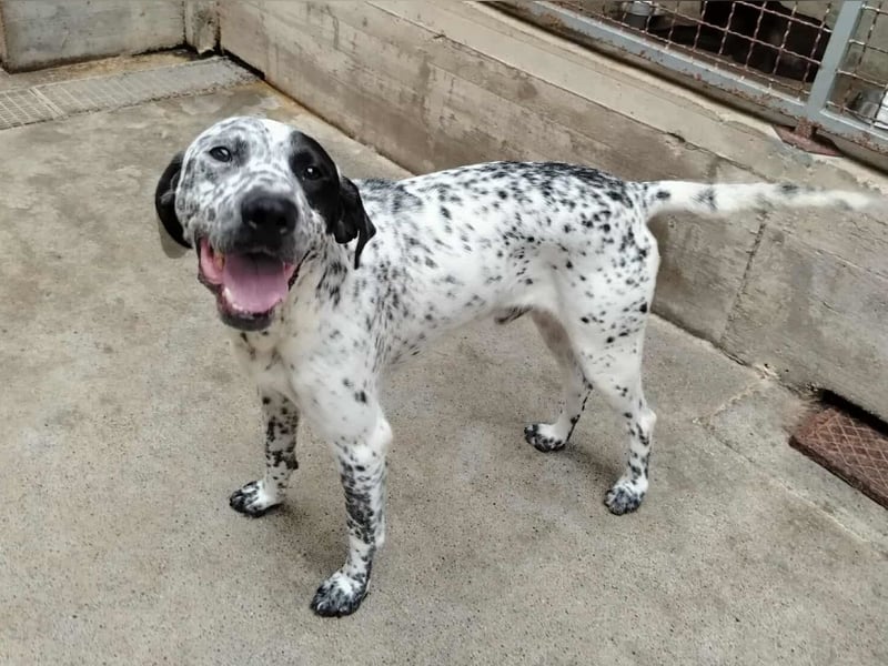 freundlicher Pointer Rüde Bobby sucht ein Zuhause oder Pflegestelle