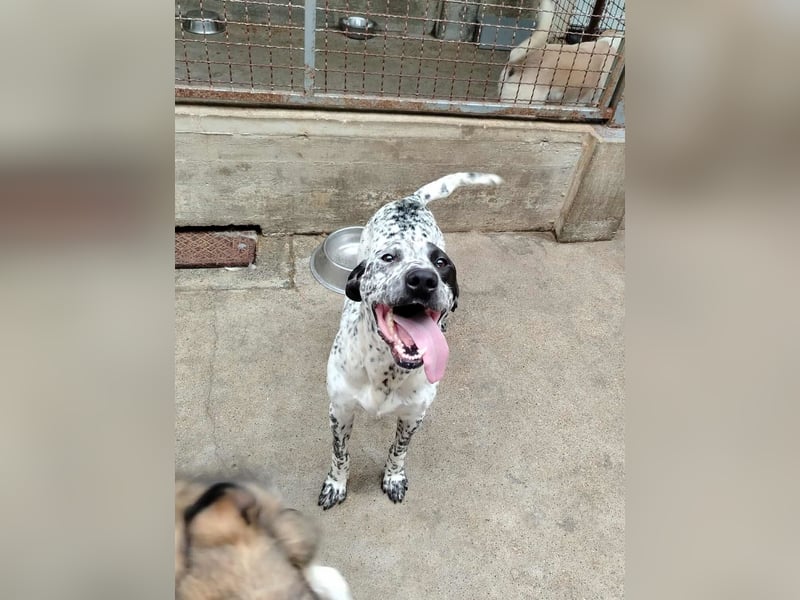 freundlicher Pointer Rüde Bobby sucht ein Zuhause oder Pflegestelle