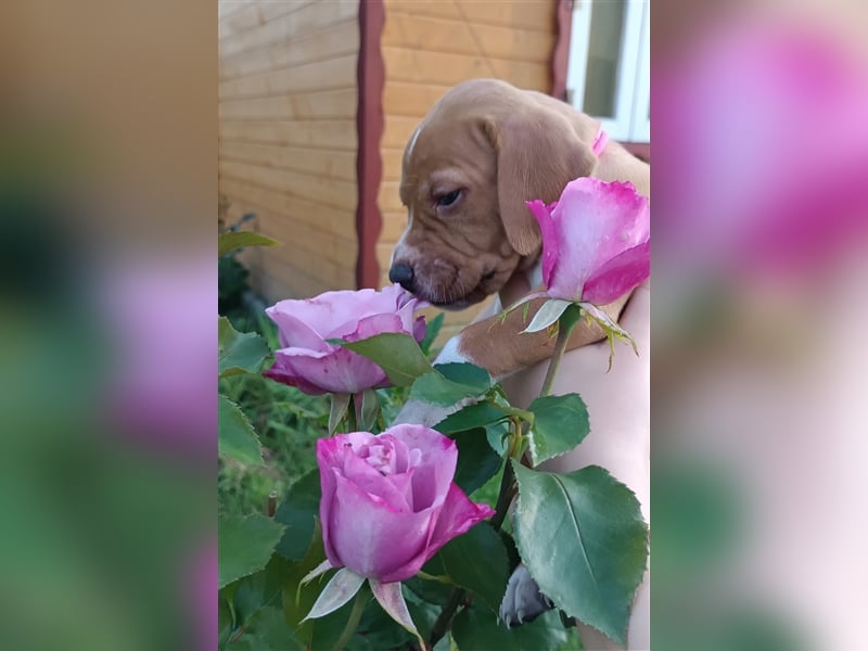 English Pointer- puppies FCI