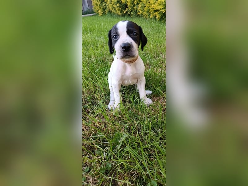 English Pointer- puppies FCI